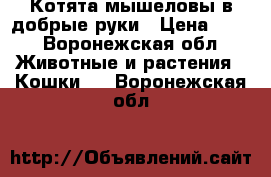 Котята мышеловы в добрые руки › Цена ­ 10 - Воронежская обл. Животные и растения » Кошки   . Воронежская обл.